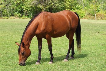 Cal - Arabian gelding