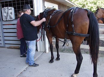 Rita being harnessed