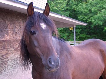 Ibn - Arabian gelding